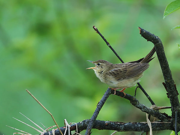 Pensassirkkalintu, Common Grasshopper Warbler, Locustella naevia